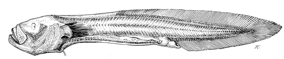 Nybelinella erikssoni_01.jpg